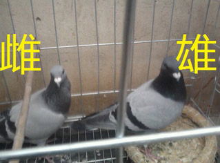 成鸽的雌雄辨别